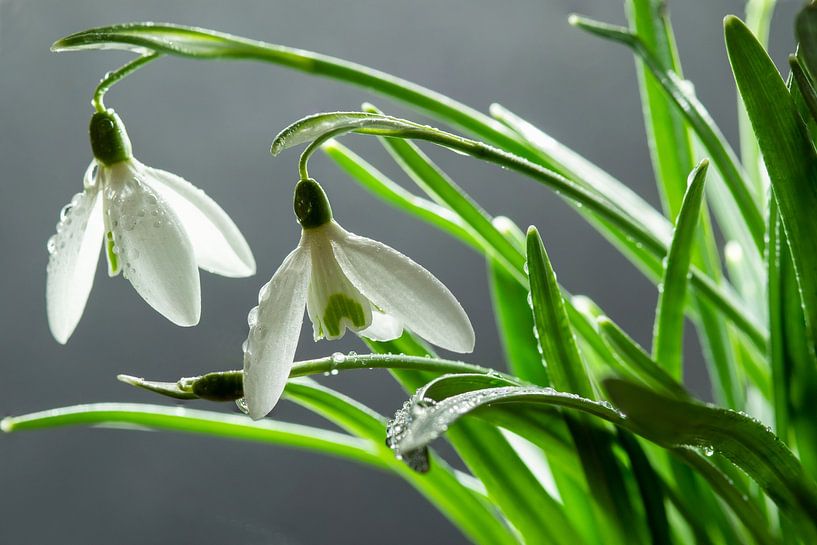 Snowdrops in spring by Jolanda de Jong-Jansen