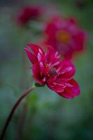 Special Dahlia