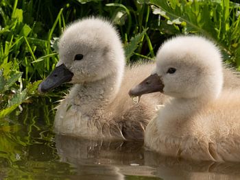 De tweeling zwaan