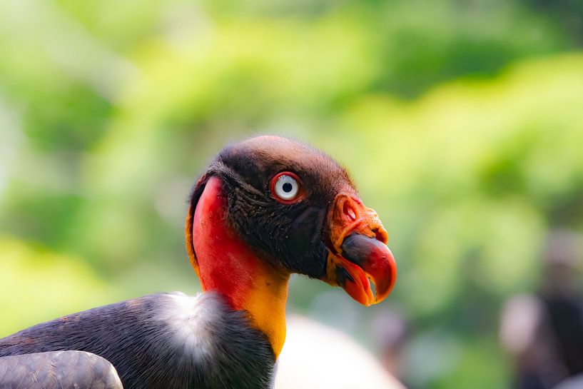 Vulture Costa Rica by Merijn Loch