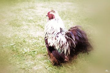 Chick in the field van SophArtNow