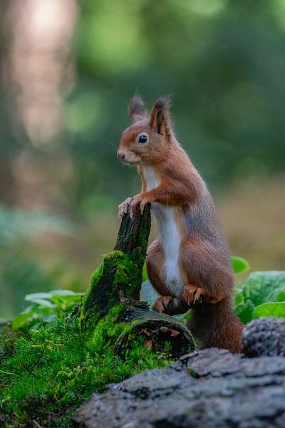 Neugieriges Eichhörnchen. von Albert Beukhof