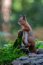 Neugieriges Eichhörnchen. von Albert Beukhof Miniaturansicht