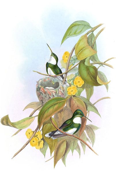 Weiße Throat, John Gould von Hummingbirds