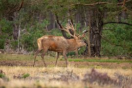 Cerfs rouges sur le Hoge Veluwe