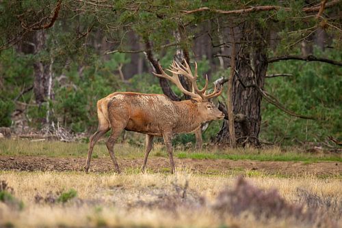 Red deer on the Hoge Veluwe