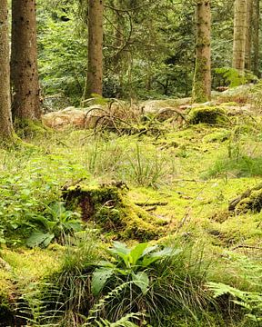 Forêts et mousses dans la région de l'Eifel, Allemagne