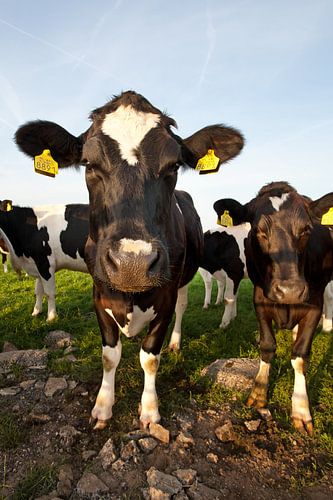 Nieuwsgierige koeien