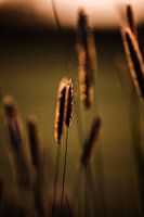 Warm zonlicht op een grassprietje in Twente
