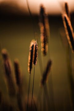 Warm sunlight on a blade of grass in Twente by Holly Klein Oonk