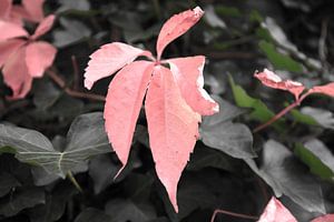 Die Farben des Herbstes in unterschiedlicher Pracht