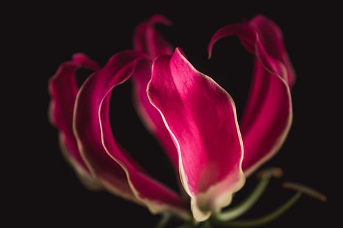 Roze Gloriosa - Roze bloemen met betekenis van Sandra Hazes
