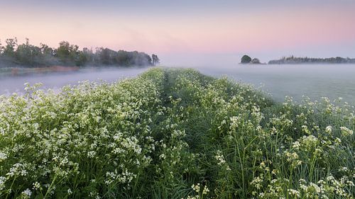 Fluitenkruid in volle bloei op de oever van het Afwateringskanaal van Duurswold in de provincie Groningen