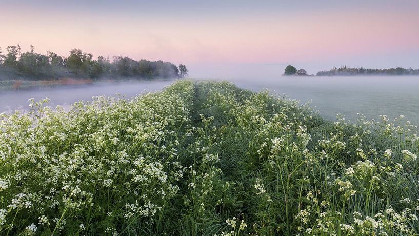 Fluteswort in full bloom on the bank of the Duurswold drainage canal in Groningen province by Marga Vroom