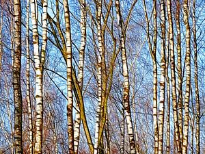 Baumstämme Natur