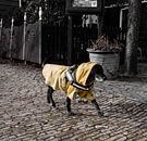 Een hond gekleed tegen wind regen en sneeuw. van Zaankanteropavontuur thumbnail