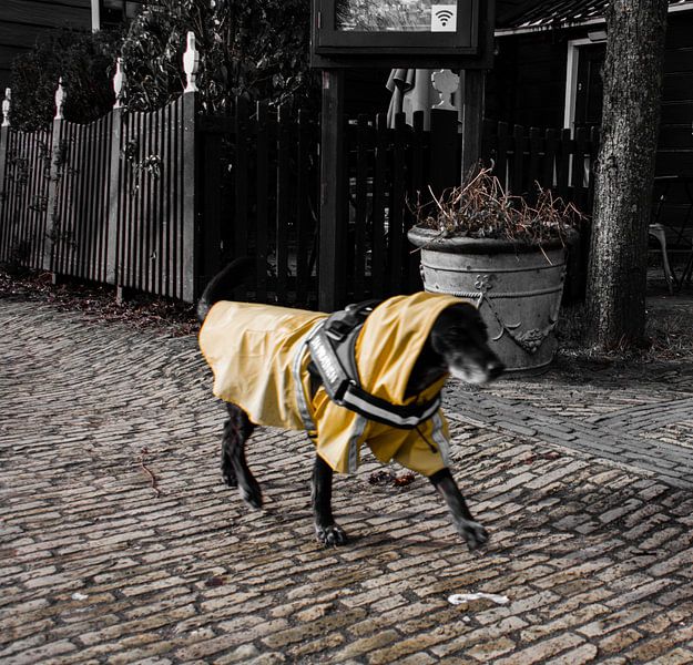 Een hond gekleed tegen wind regen en sneeuw. van Zaankanteropavontuur