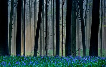 Hallerbos  sur Henk Goossens