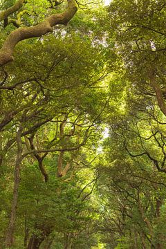 Parc Yoyogi - Tokyo (Japon) sur Marcel Kerdijk