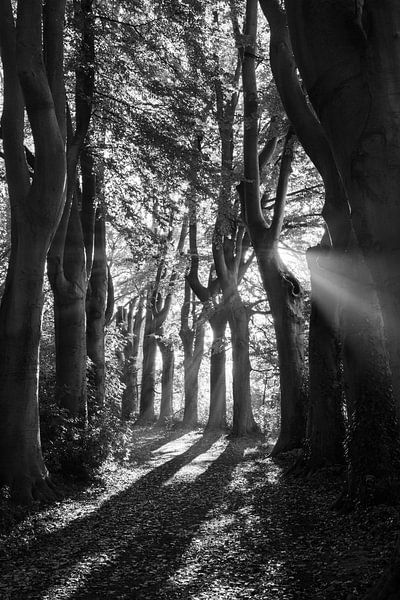Beech Trees, Lede, Belgium Monochrome by Imladris Images