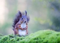 Red squirrel