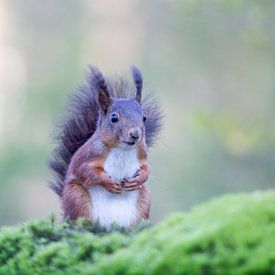 Rotes Eichhörnchen von Melissa Goedbloed