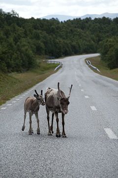 Famille de rennes sur Tanja Huizinga Photography