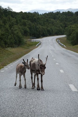 Reindeer family by Tanja Huizinga Fotografie