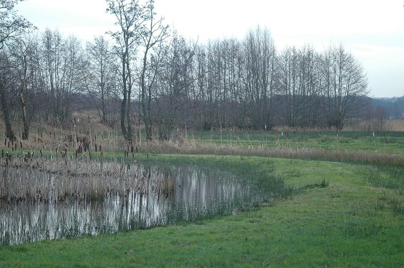 Swampie par Louis Hagebeuk