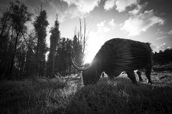 Highland Cow in black and white