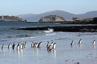 Pinguïns op het strand van Carcass Island van Antwan Janssen thumbnail