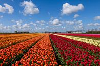 champs de tulipes par Elly van Veen Aperçu