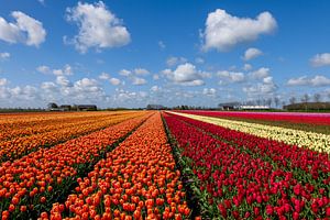 Tulpenfelder
