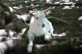 Kleine Ziege von Evelien Bauwens