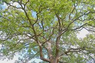 Play of branches and leaves by Ronald Smits thumbnail