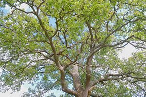 Play of branches and leaves