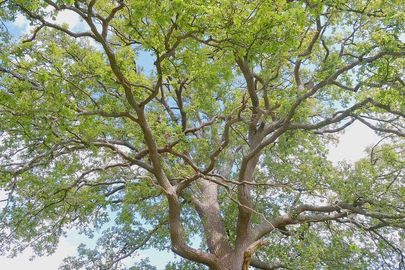 Play of branches and leaves by Ronald Smits