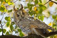 Hibou moyen-duc par Menno Schaefer Aperçu