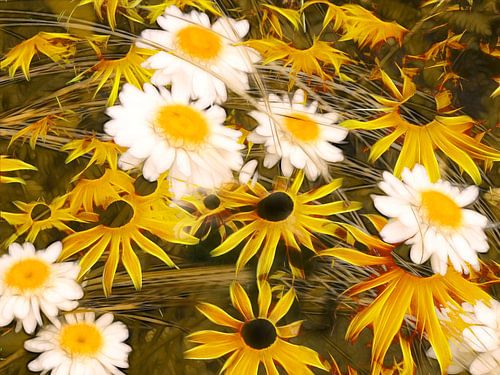 Echinacea en madeliefjes