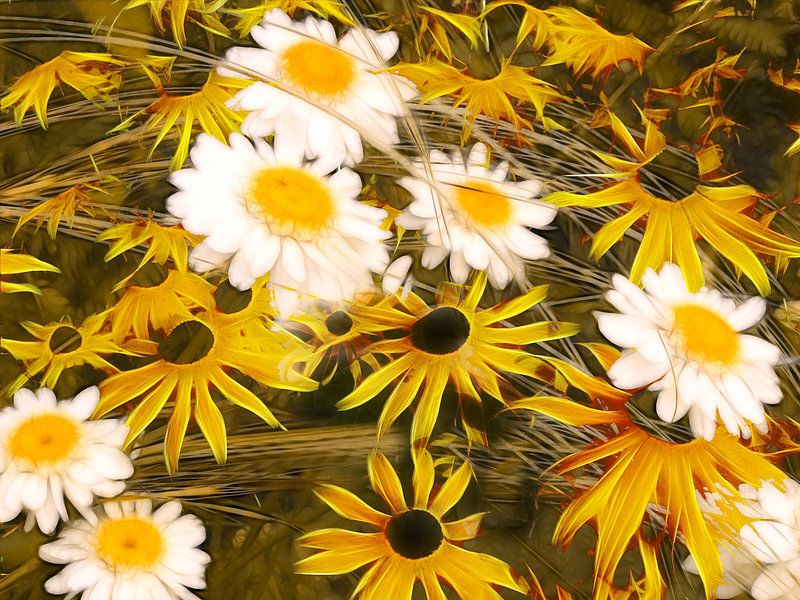 Echinacea and daisies by Claudia Gründler