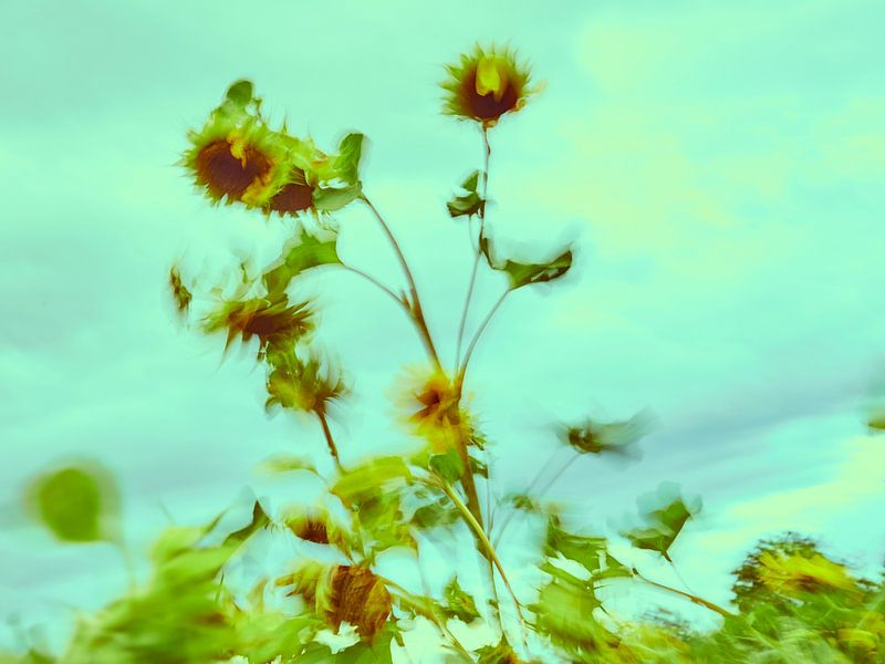 Sonnenblumen im Wind 8 von Andreas Gerhardt