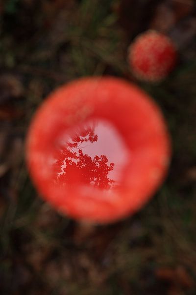 Fly Agaric (Amanita muscaria), also Red Fly Agaric Germany by Frank Fichtmüller