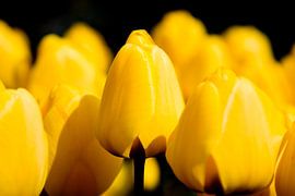 Yellow tulips against a black background by Rob Kints