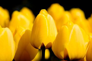 Gele tulpen tegen een zwarte achtergrond van Rob Kints