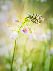 Spring butterfly sur Lex Schulte