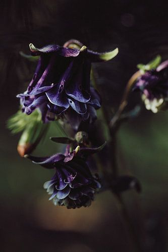 Lerchensporn im Licht des Sonnenuntergangs