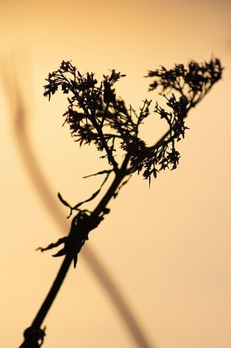 Stille Stimulanz (eine)