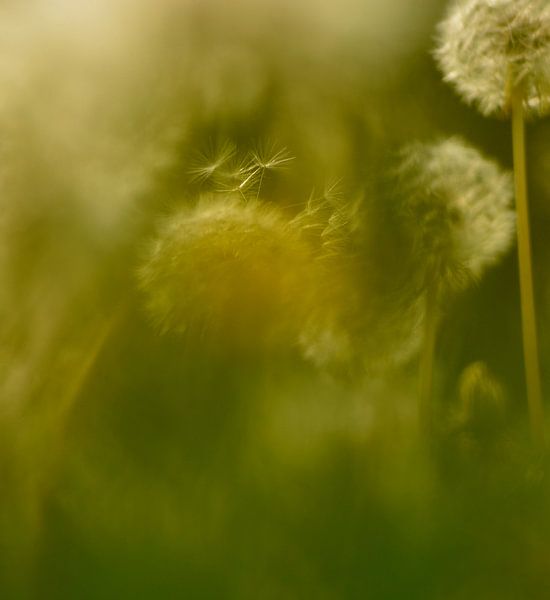 Paardenbloem  von Marian Steenbergen