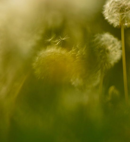 Paardenbloem  van Marian Steenbergen