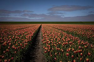 Tulpen hinter dem Deich in Groningen